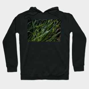 Water Drops on Blades of Grass Hoodie